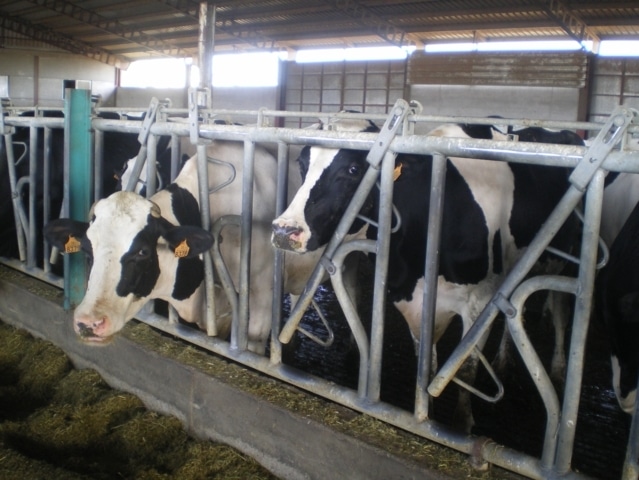 Las entregas de leche de vaca a industria repuntan un 5% en el primer trimestre de 2020