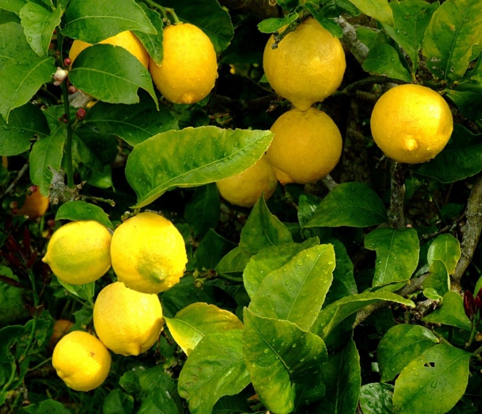 Autorizada la extensión de norma del sector del limón y pomelo, que contará con 4,77 M€