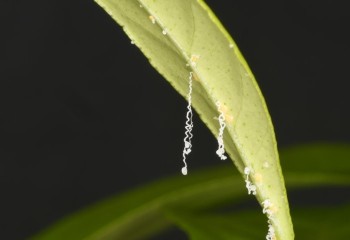 La prevención es todavía la mejor arma contra el huanglongbing o greening de los cítricos