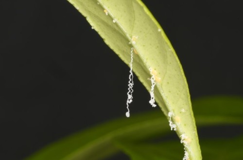 La prevención es todavía la mejor arma contra el huanglongbing o greening de los cítricos