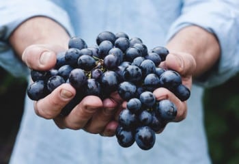 Climed Fruit: adaptación al cambio climático y diversificación de los procesos de la cadena de suministro alimentaria