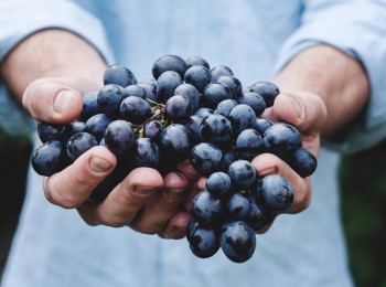 Climed Fruit: adaptación al cambio climático y diversificación de los procesos de la cadena de suministro alimentaria