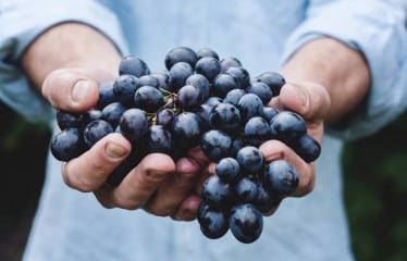 Climed Fruit: adaptación al cambio climático y diversificación de los procesos de la cadena de suministro alimentaria