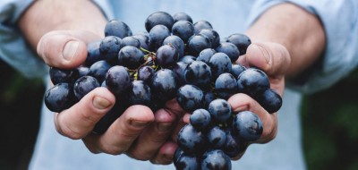 Climed Fruit: adaptación al cambio climático y diversificación de los procesos de la cadena de suministro alimentaria