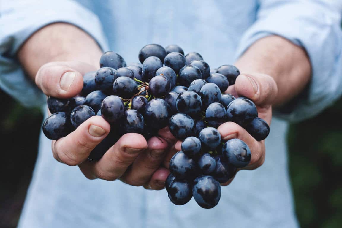 Asaja Ciudad Real alerta sobre cláusulas engañosas en los contratos de compra-venta de uva