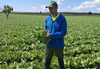 Agrícola El Marquino elige YaraVita Biotrac para combatir el estrés en lechuga Iceberg