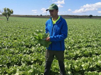 Agrícola El Marquino elige YaraVita Biotrac para combatir el estrés en lechuga Iceberg