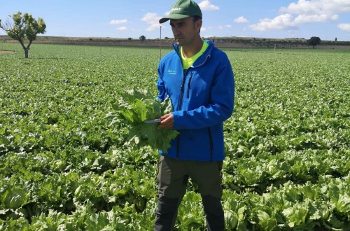 Agrícola El Marquino elige YaraVita Biotrac para combatir el estrés en lechuga Iceberg