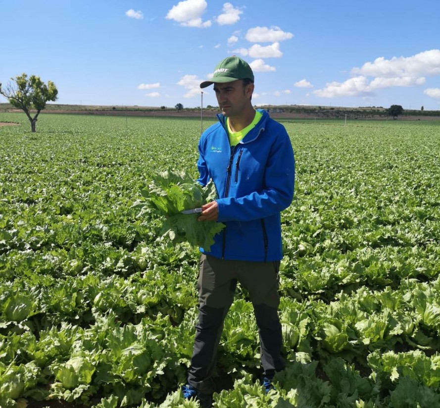 Agrícola El Marquino elige YaraVita Biotrac para combatir el estrés en lechuga Iceberg