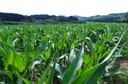 Profertil, el bioestimulante foliar de alto rendimiento de Fertiberia Tech