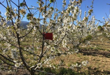 Uso de las feromonas como herramienta eficiente en la transición hacia una agricultura sostenible