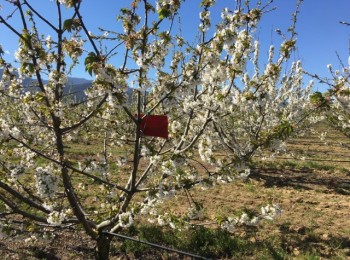 Uso de las feromonas como herramienta eficiente en la transición hacia una agricultura sostenible