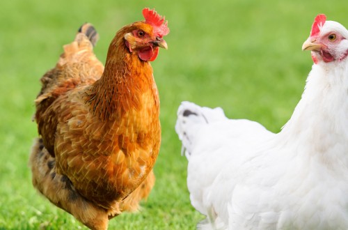 Dynamic Total Feed, la nueva herramienta de De Heus para diseñar planes de alimentación avícola