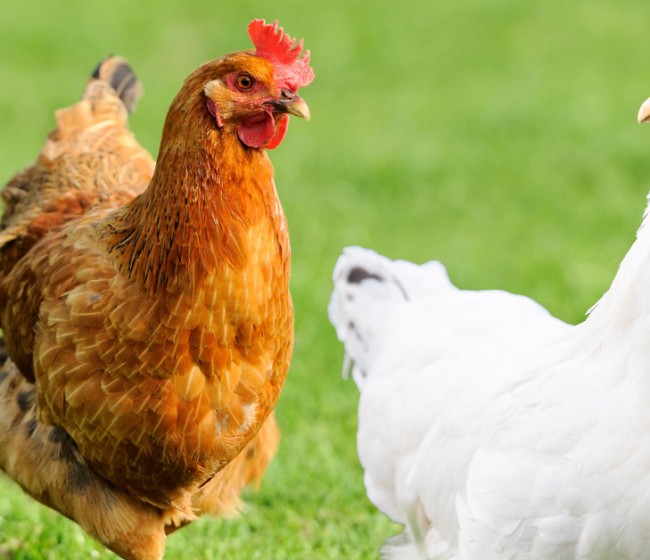 Dynamic Total Feed, la nueva herramienta de De Heus para diseñar planes de alimentación avícola