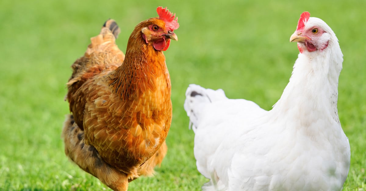Dynamic Total Feed, la nueva herramienta de De Heus para diseñar planes de alimentación avícola