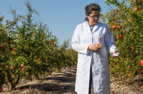 Seguridad Alimentaria. Importancia de la Formación en Calidad Alimentaria