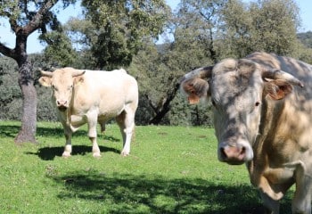 Eficiencia alimentaria en el ganado vacuno de carne
