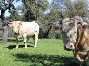 Eficiencia alimentaria en el ganado vacuno de carne