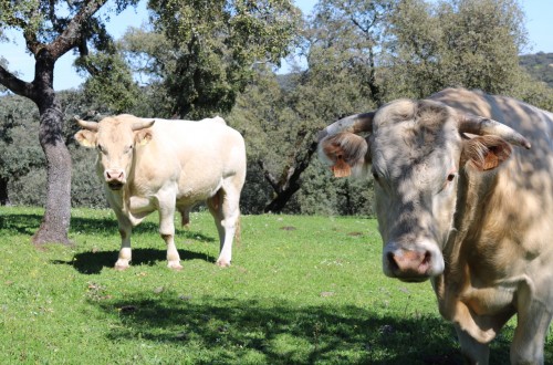 Eficiencia alimentaria en el ganado vacuno de carne