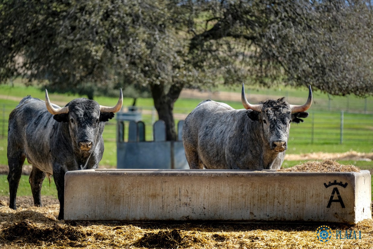 Manejo nutricional del ganado de lidia