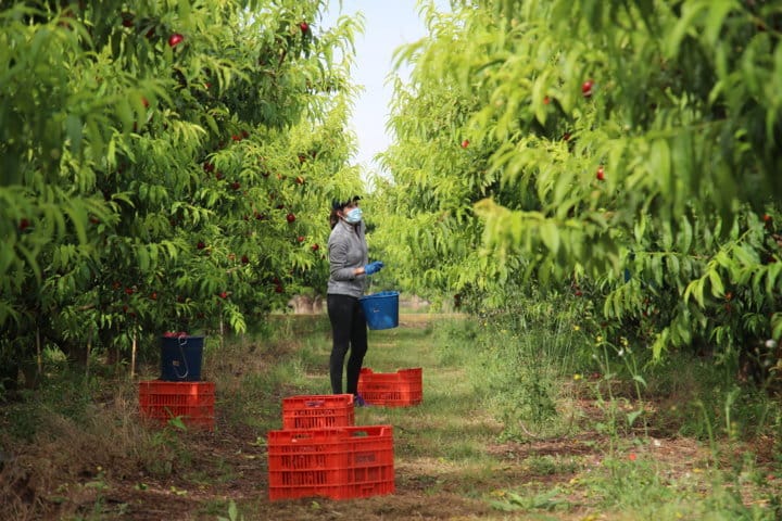 Aefa reparte más de 85.000 mascarillas a los trabajadores del campo