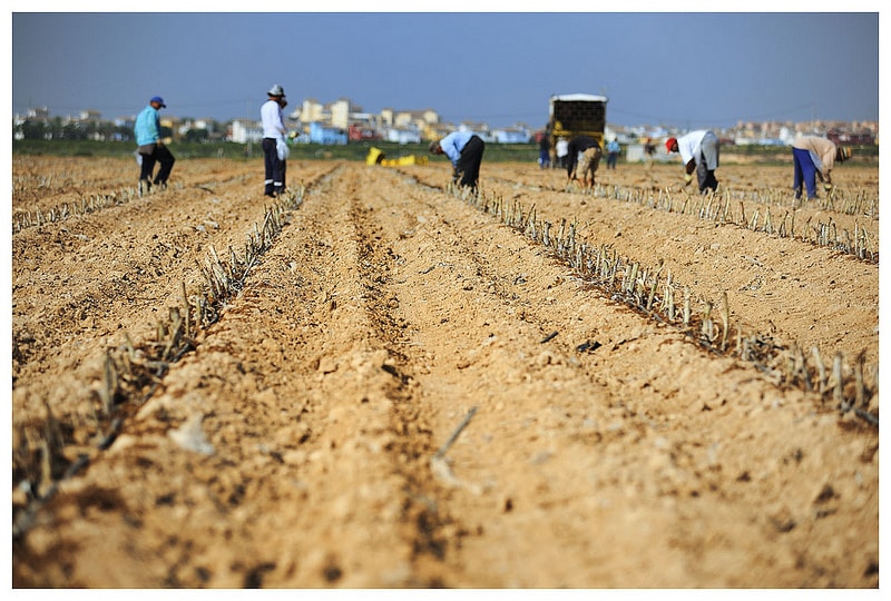 Breves apuntes sobre el trabajo de los asalariados agrícolas*. Por Eduardo Moyano Estrada