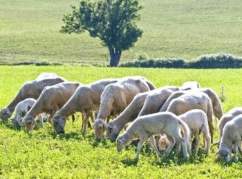 La UNIÓ alerta de la desaparición del 40% de las explotaciones de ovino y caprino de leche en la Comunidad Valenciana en solo cinco años