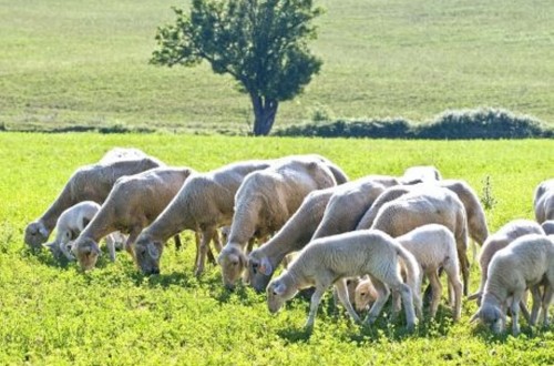 La UNIÓ alerta de la desaparición del 40% de las explotaciones de ovino y caprino de leche en la Comunidad Valenciana en solo cinco años