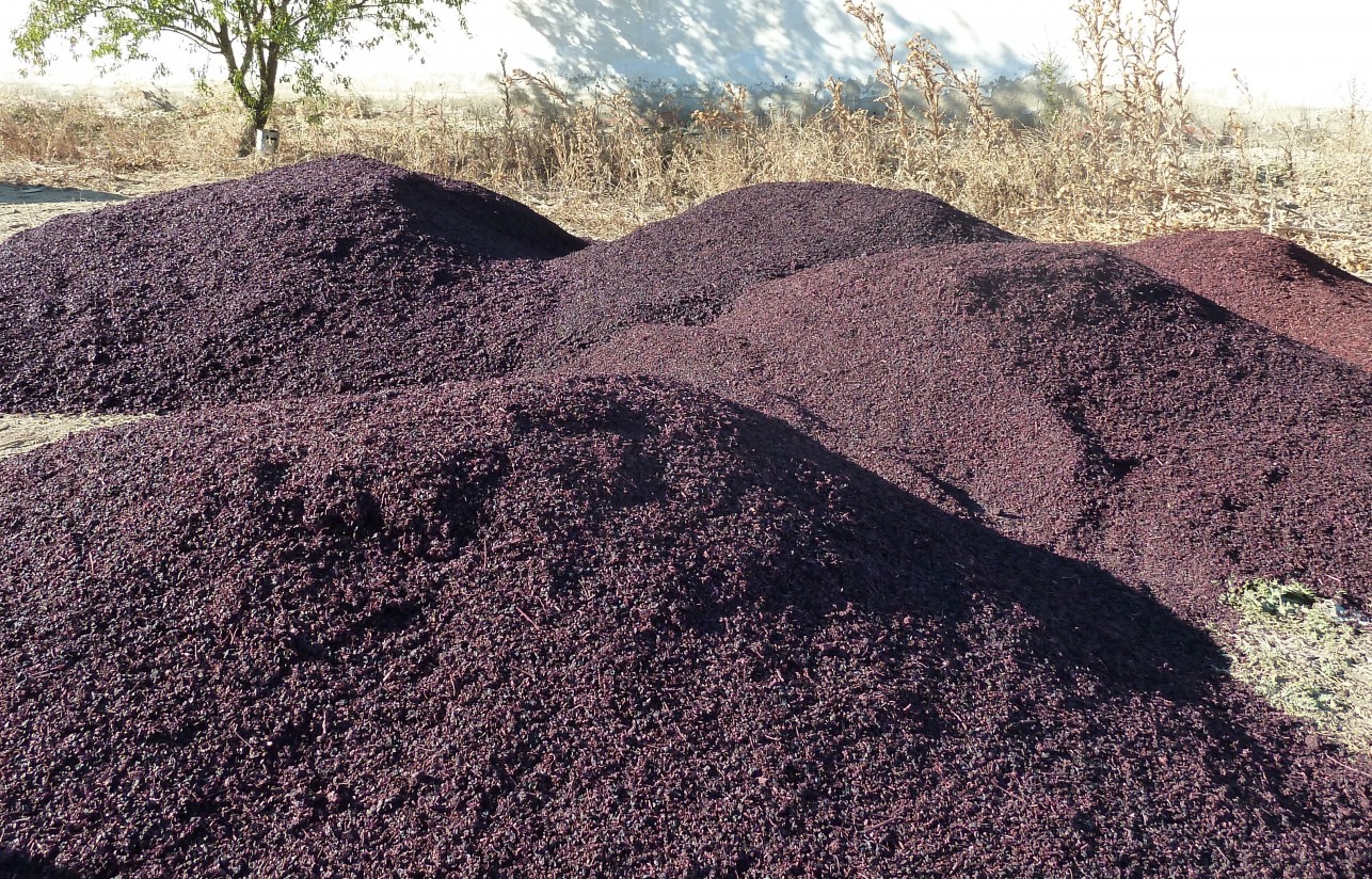 Orujo de uva en la alimentación del ganado ovino lechero