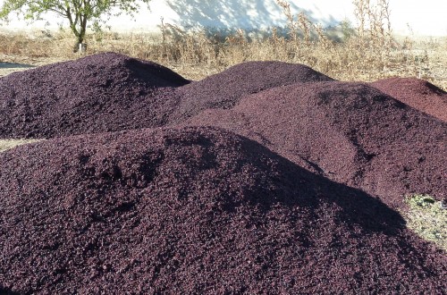 Orujo de uva en la alimentación del ganado ovino lechero