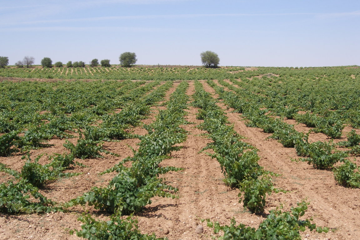 El PE da luz verde a solo parte de las ayudas a los sectores hortofrutícola y vitivinícola