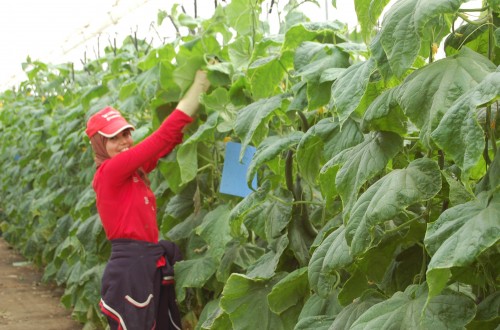 AgroColab, startup digital para conectar a temporeros y empresas
