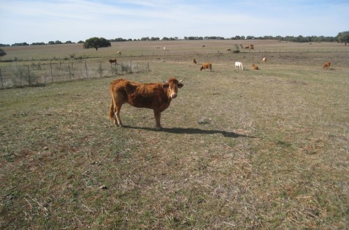 La provincia ganadera de Salamanca a un paso de ser declarada libre de brucelosis bovina por la UE