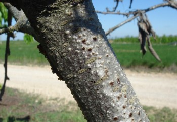 Citospora y Fusicocum, dos enfermedades de la madera de los frutales de hueso