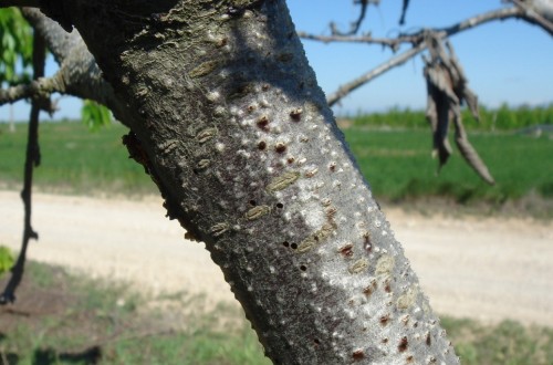 Citospora y Fusicocum, dos enfermedades de la madera de los frutales de hueso