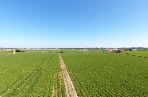 Efecto del riego deficitario controlado en el tomate de industria