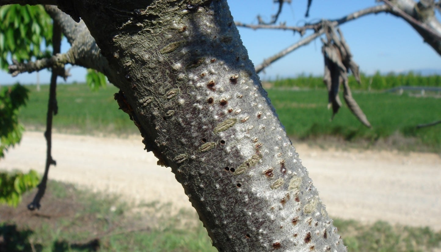 Citospora y Fusicocum, dos enfermedades de la madera de los frutales de hueso