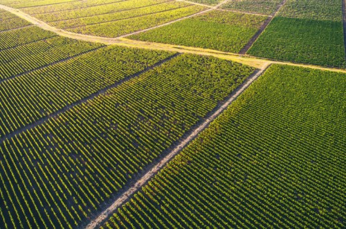 Afepasa presenta su gama de productos para la protección integral de la vid