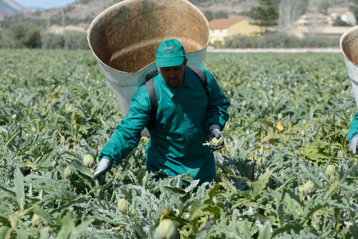 Alcachofa de España reclama en el Congreso ayudas directas para el sector