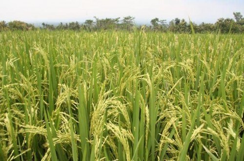 La producción de arroz se recupera tras dos años de sequía y se sitúa un 69% por encima de la anterior campaña