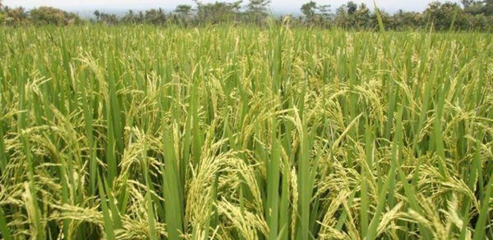 arroz