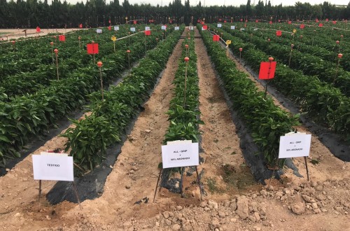El CDTA presenta los primeros resultados de los ensayos en pimiento con dos productos de Asfertglobal