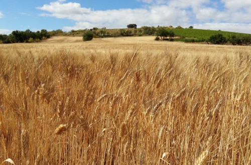 Aragón vuelve a constatar la brecha existente entre la renta agraria de la PAC y la del resto de ciudadanos