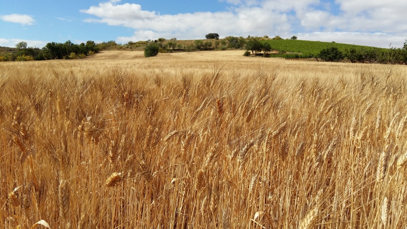 Aragón vuelve a constatar la brecha existente entre la renta agraria de la PAC y la del resto de ciudadanos