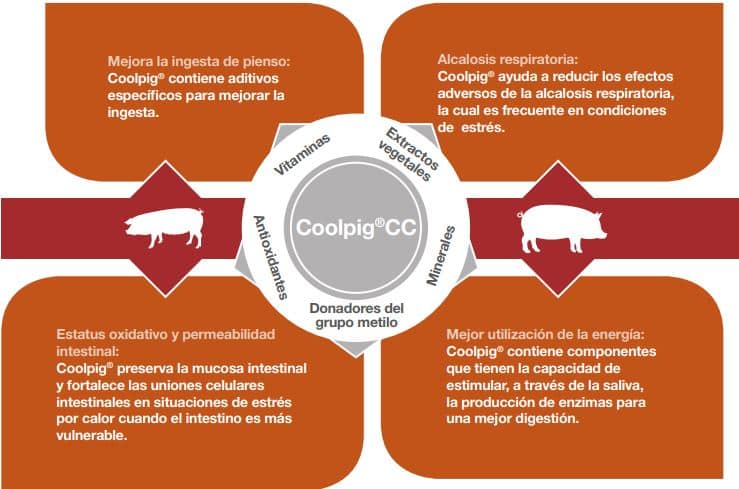 Cargill desarrolla Coolpig CC, una nueva estrategia nutricional para combatir el estrés por calor en cerdos