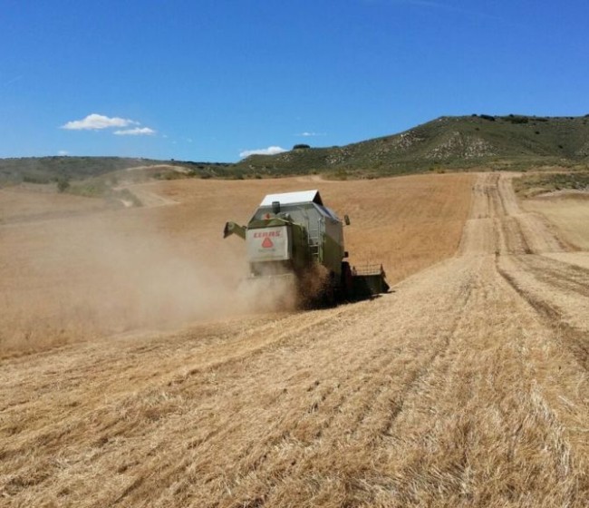 ASAJA enfría expectativas de cosecha nacional de cereales y las rebaja a 22,6 Mt en 2020/21