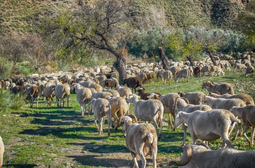 Sincronización de ciclos con protocolos más adecuados al bienestar y la salud animal