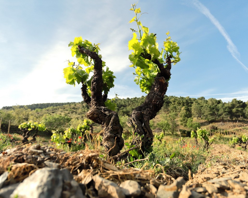 Bruselas flexibiliza más las medidas a favor del vino y de las OP hortofrutícolas, pero sin aportar dinero “fresco”