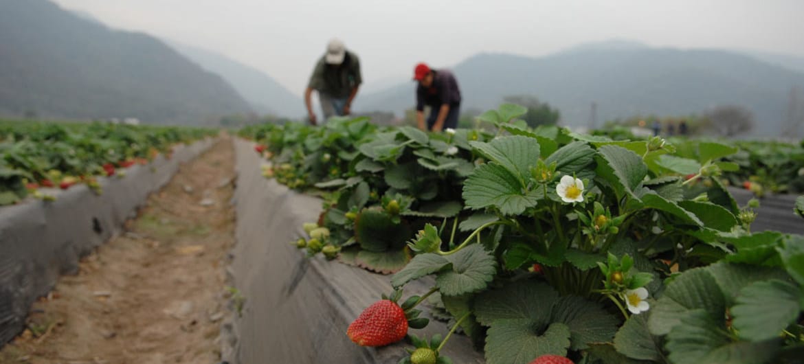 Covid-19: La ONU pide aclaraciones al Gobierno sobre la desprotección total de temporeros agrícolas migrantes