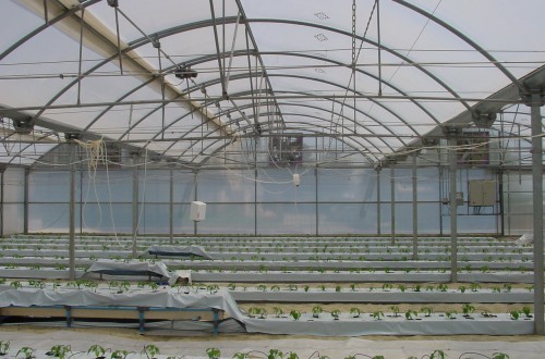 Cajamar destina más de 350 M€ de financiación preconcedida para la agricultura intensiva